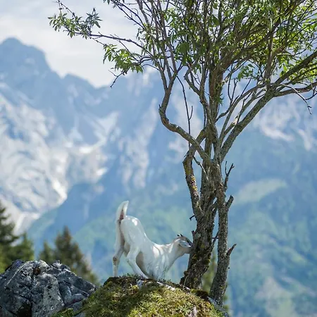 Ritzau Alm * 埃布斯镇