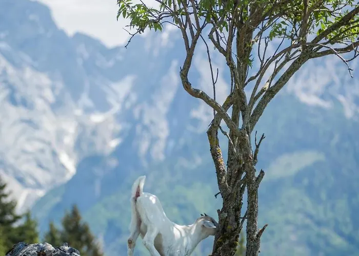 Ritzau Alm * 埃布斯镇